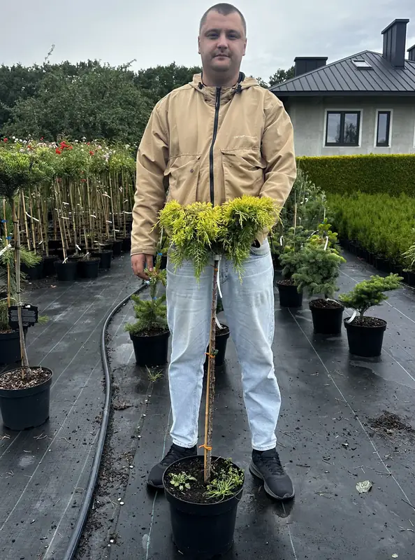 Купити саджанці Juniperus pfitzeriana Gold Star в розсаднику Sadgosp