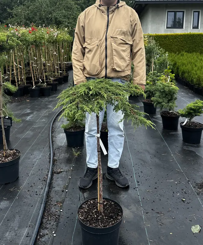 Купити саджанці Juniperus communis Green Carpet в розсаднику Sadgosp