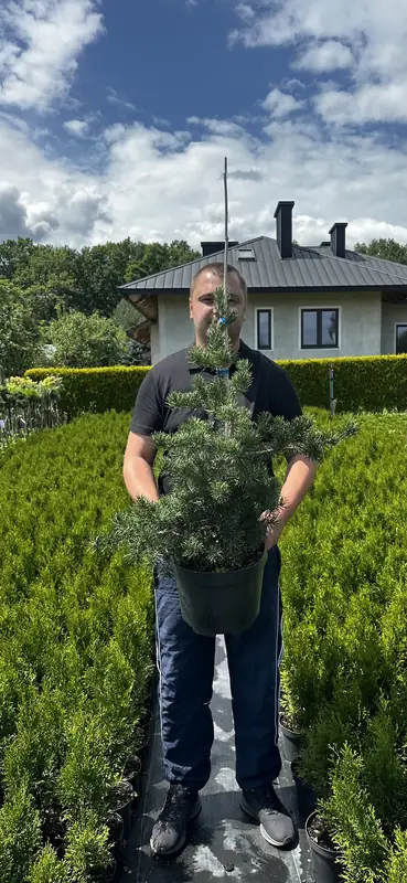 Купити саджанці Pinus banksiana Sofronka в розсаднику Sadgosp