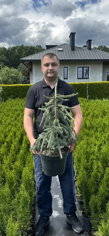 Купити саджанці Picea abies Emeral Lake в розсаднику Sadgosp
