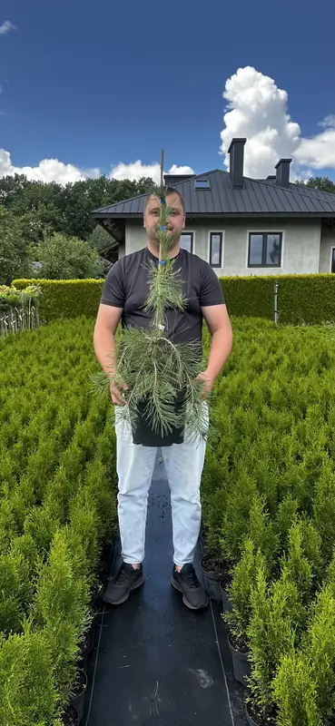 Купити саджанці Pinus densiflora 'Pendula' в розсаднику Sadgosp