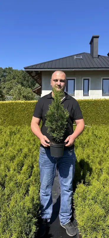 Туя західна – Thuja occidentalis 'Smaragd' (висота 45-60 см, горщик C2-С3)