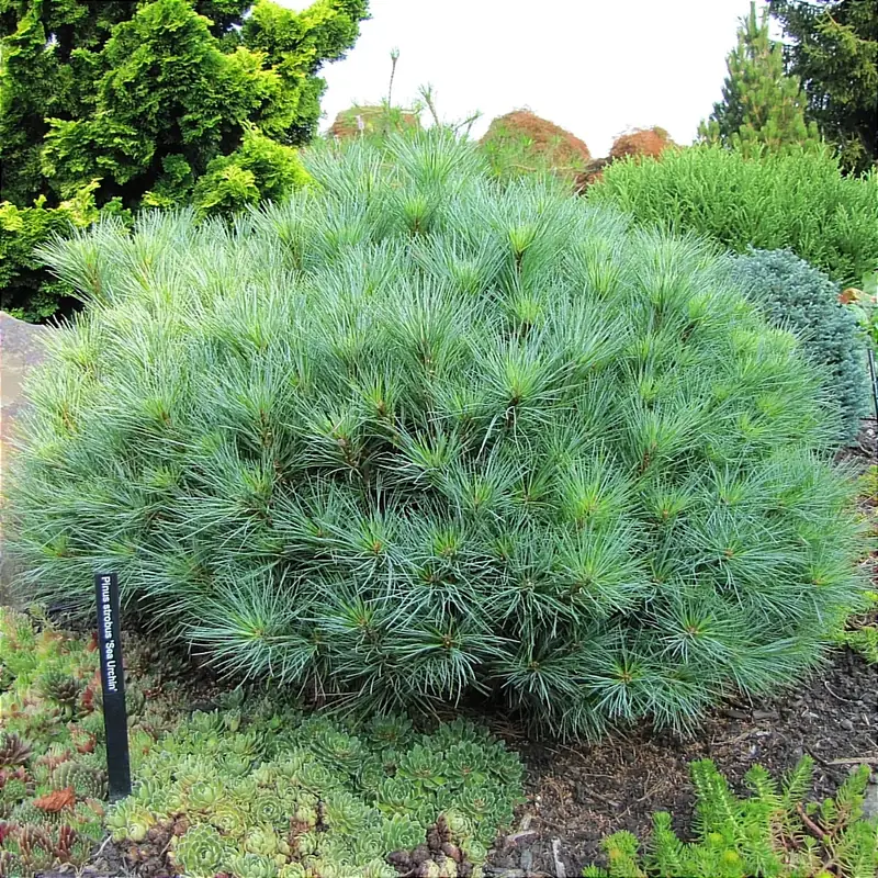 Купити саджанці Pinus strobus Sea Urchin в розсаднику Sadgosp