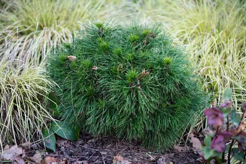 Купити саджанці Pinus mugo Varella в розсаднику Sadgosp