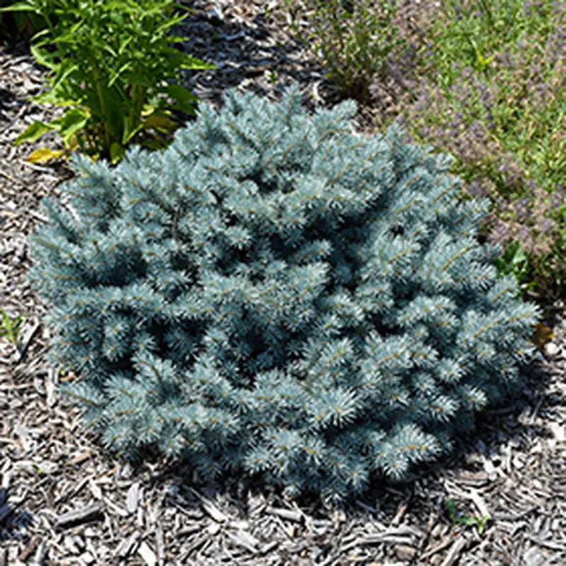 Купити саджанці Picea pungens St. Mary's Broom в розсаднику Sadgosp