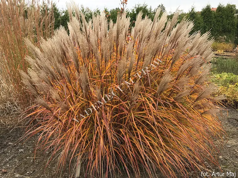 Купити саджанці Miscanthus sinensis Purpurascens в розсаднику Sadgosp