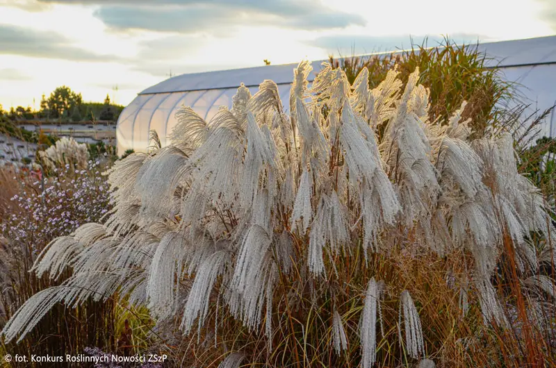 Купити саджанці Miscanthus sinensis Silver Charm PBR в розсаднику Sadgosp