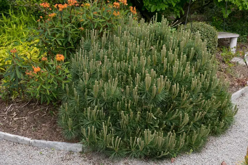 Купити саджанці Pinus strobus Radiata в розсаднику Sadgosp