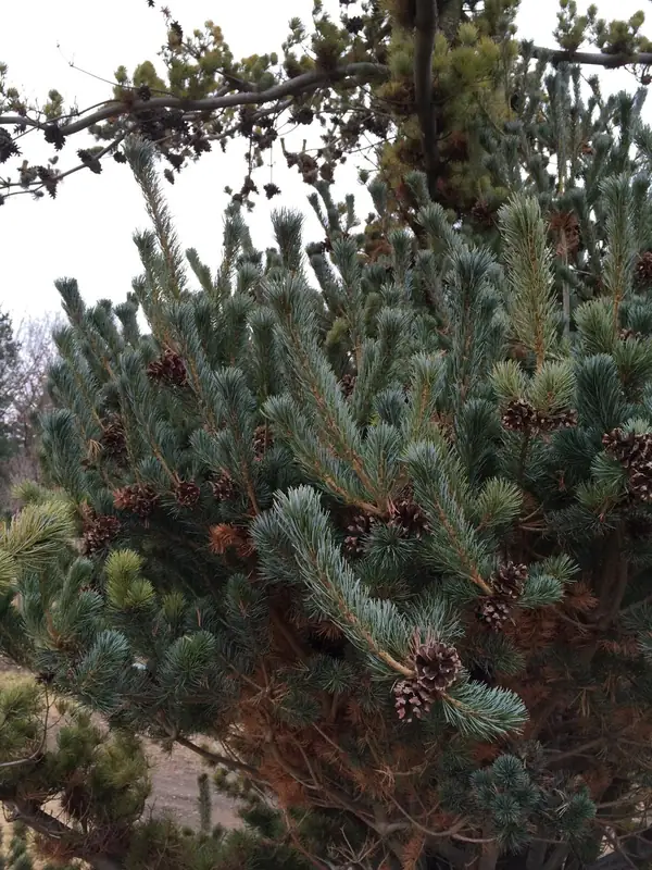 Купити саджанці Pinus parviflora Ooh-la-la в розсаднику Sadgosp