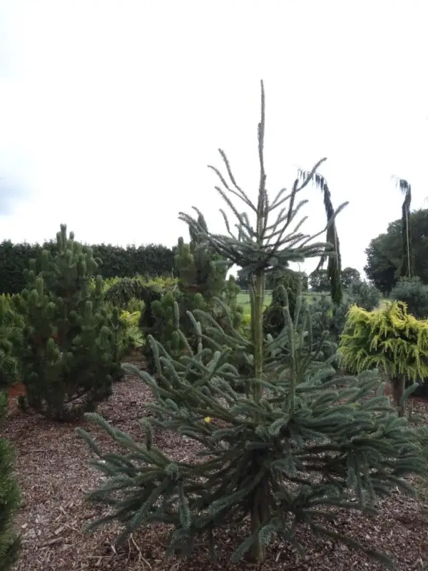 Купити саджанці Picea engelmannii 'Snake' в розсаднику Sadgosp