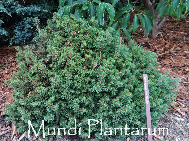 Купити саджанці Picea glauca Cy's Wonder в розсаднику Sadgosp