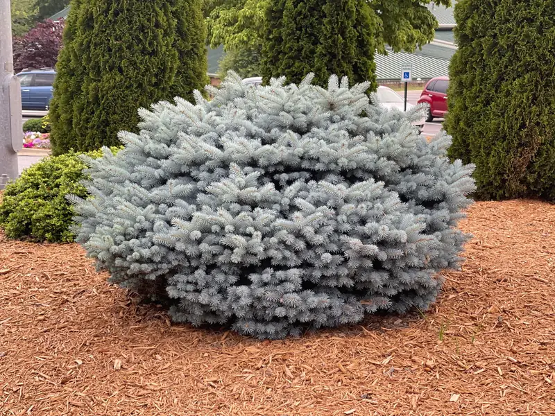Купити саджанці Picea pungens Glauca Globosa в розсаднику Sadgosp