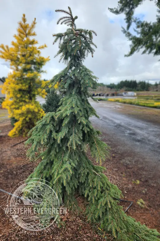 Купити саджанці Picea pungens Hugo's  Weeping в розсаднику Sadgosp