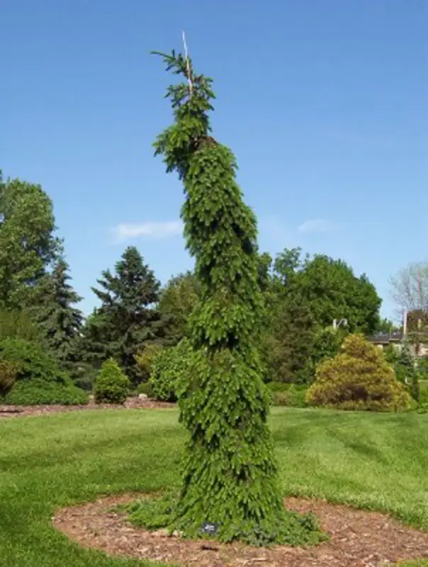 Купити саджанці Picea omorika Pendula Bruns в розсаднику Sadgosp