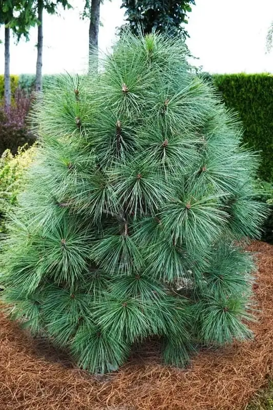 Купити саджанці Pinus jeffreyi Joppi в розсаднику Sadgosp