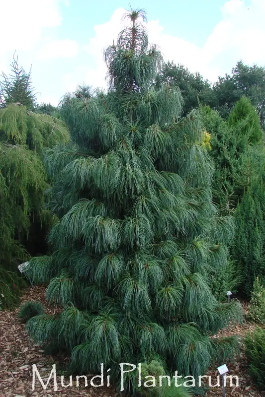 Купити саджанці Pinus koraiensis 'Dragon's Eye' в розсаднику Sadgosp