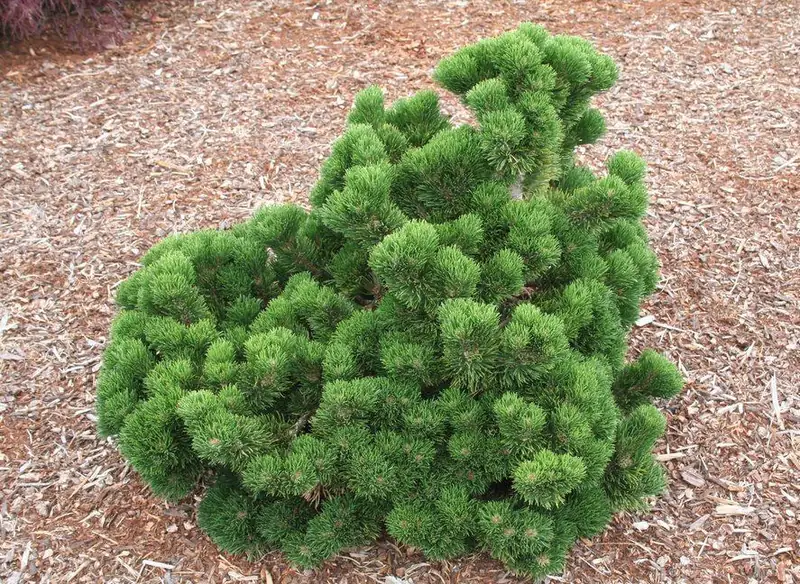 Купити саджанці Pinus mugo Jacobsen в розсаднику Sadgosp