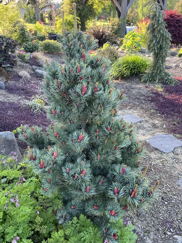 Купити саджанці Pinus parviflora Bergman Select в розсаднику Sadgosp