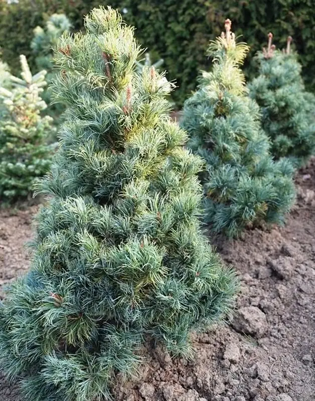Купити саджанці Pinus parviflora Bonnie Bergman в розсаднику Sadgosp