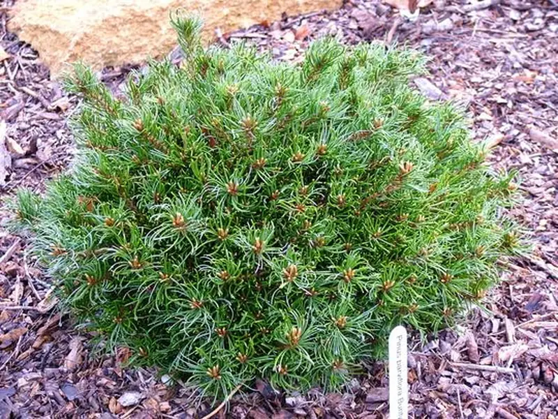 Купити саджанці Pinus parviflora Bunty в розсаднику Sadgosp