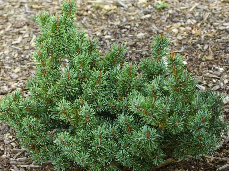 Купити саджанці Pinus parviflora Perdido в розсаднику Sadgosp