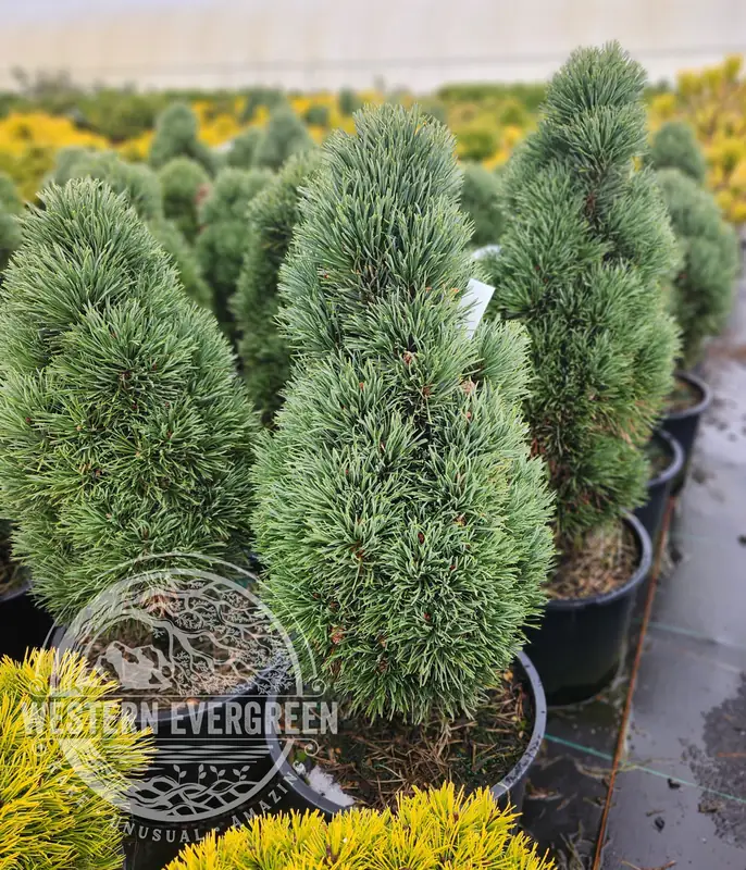 Купити саджанці Pinus sylvsetris Baileys Upright в розсаднику Sadgosp