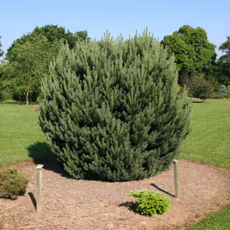 Купити саджанці Pinus sylvestris Watereri в розсаднику Sadgosp