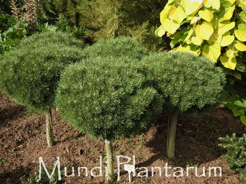 Купити саджанці Pinus uncinata Wiel в розсаднику Sadgosp