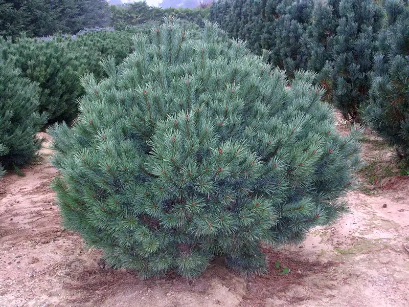 Купити саджанці Pinus sylvestris Cindy в розсаднику Sadgosp