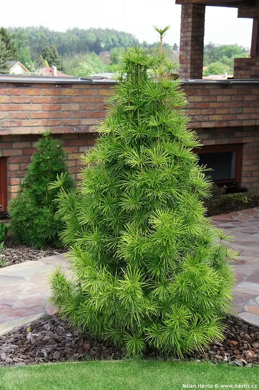 Купити саджанці Sciadopitys verticillata verticillata в розсаднику Sadgosp