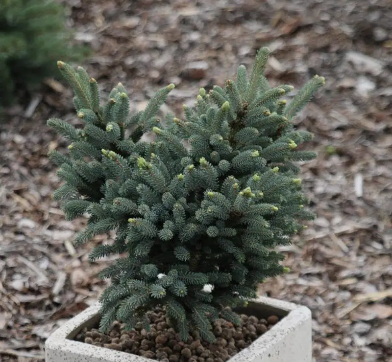 Купити саджанці Picea likiangensis Mittenwald в розсаднику Sadgosp