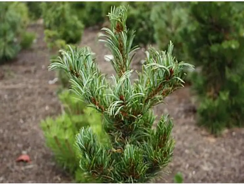 Купити саджанці Pinus armandii Medusa в розсаднику Sadgosp