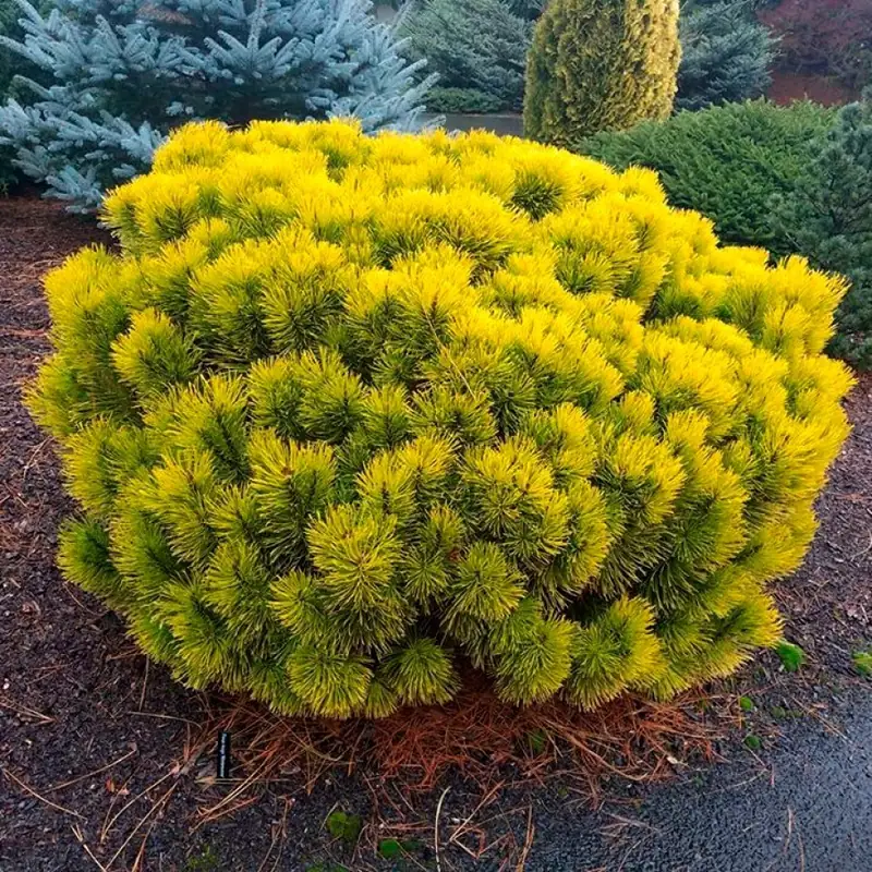 Купити саджанці Pinus mugo Carstens Wintergold в розсаднику Sadgosp