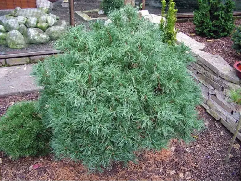 Купити саджанці Pinus strobus Tiny Curls в розсаднику Sadgosp