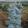 Ялиця одноколірна