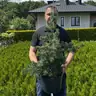 Сосна банкса
