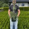 Сосна густоцвітна
