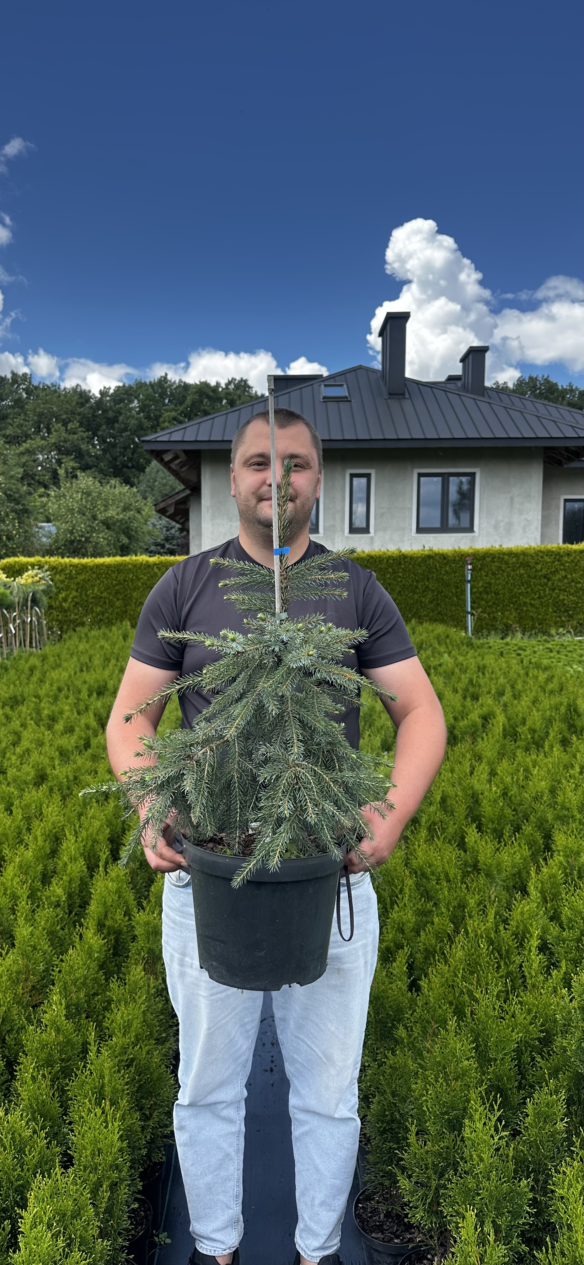 Купити саджанці Picea omorika Pendula Bruns в розсаднику Sadgosp