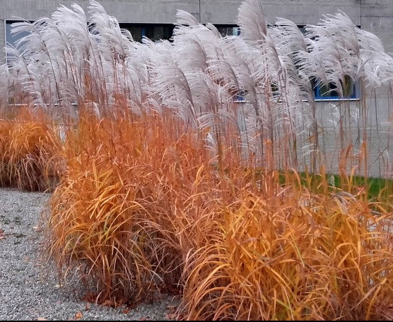 Купити саджанці Miscanthus sinensis Memory в розсаднику Sadgosp