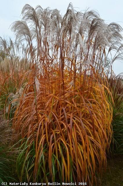 Купити саджанці Miscanthus sinensis Memory в розсаднику Sadgosp
