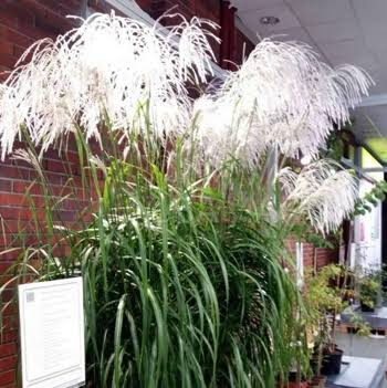 Купити саджанці Miscanthus sinensis Memory в розсаднику Sadgosp