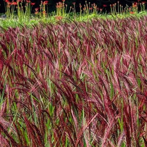 Купити саджанці Miscanthus sinensis Buraczok в розсаднику Sadgosp