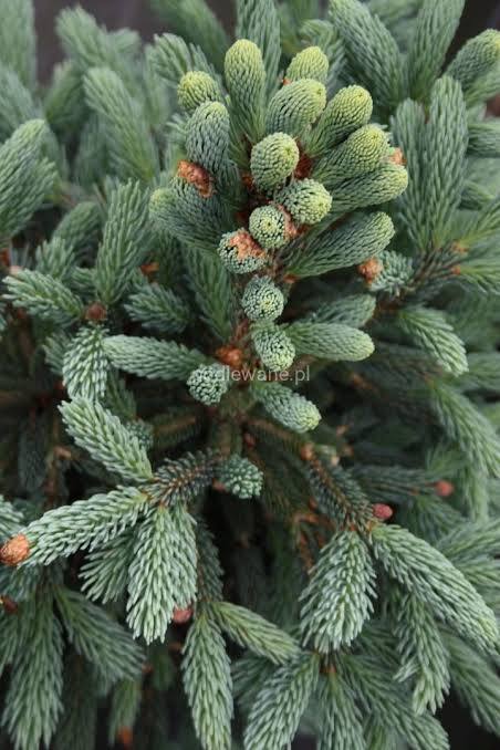 Купити саджанці Picea likiangensis likiangensis в розсаднику Sadgosp