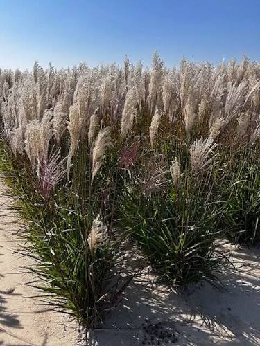 Купити саджанці Miscanthus sinensis Buraczok в розсаднику Sadgosp