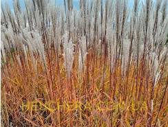 Купити саджанці Miscanthus sinensis Buraczok в розсаднику Sadgosp