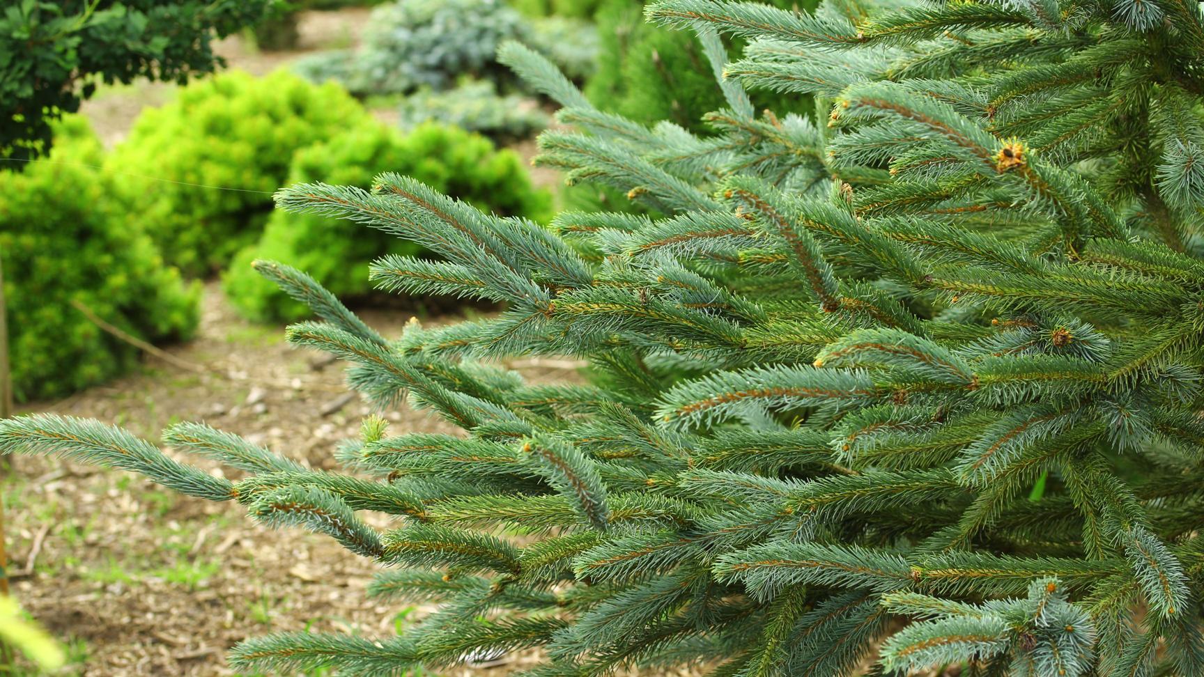 Купити саджанці Picea engelmannii 'Snake' в розсаднику Sadgosp