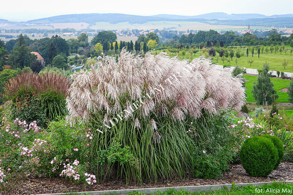 Купити саджанці Miscanthus sinensis Snow Queen в розсаднику Sadgosp