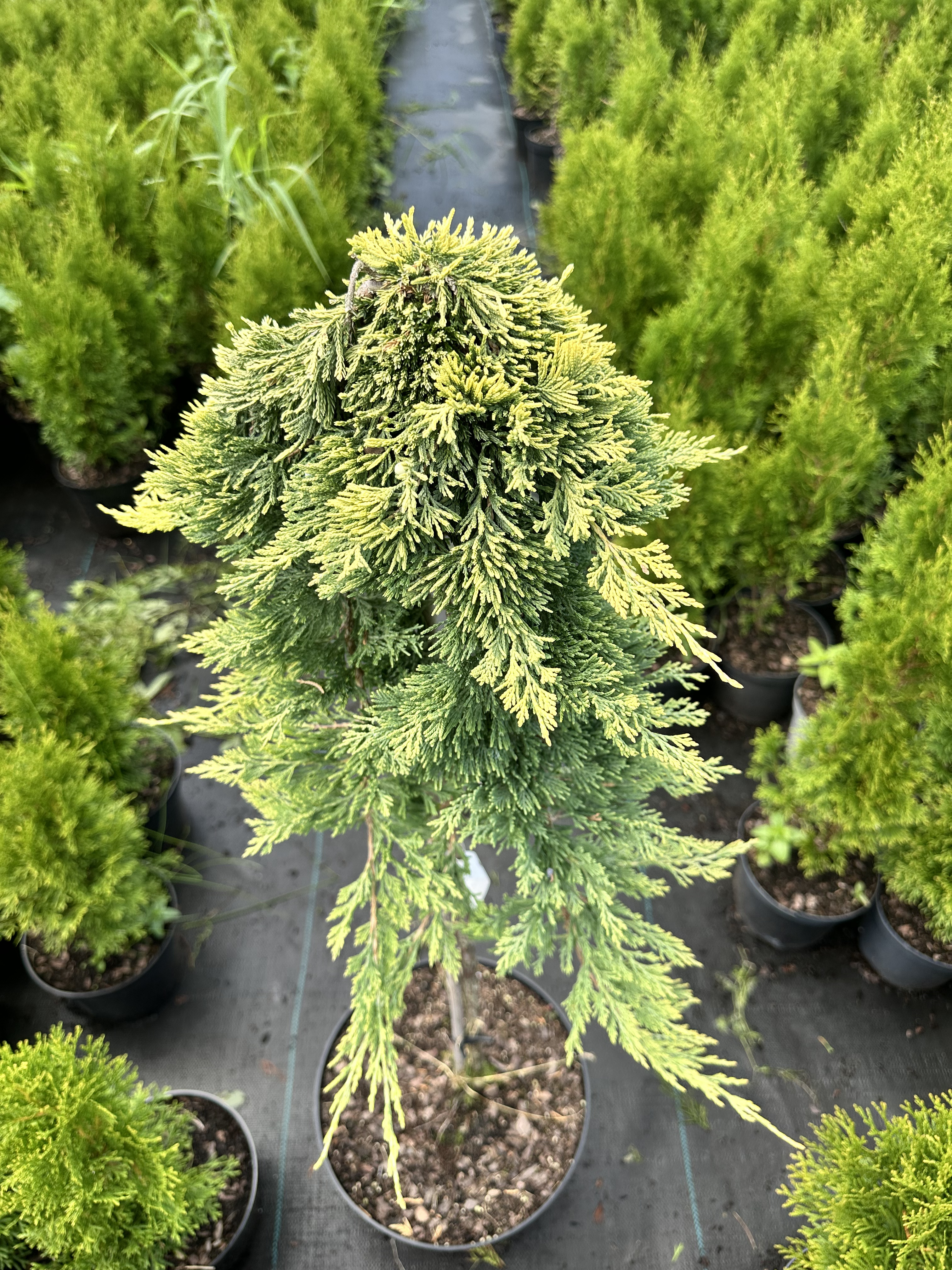 Купити саджанці Juniperus horizontalis Golden Carpet в розсаднику Sadgosp