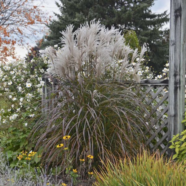 Купити саджанці Miscanthus sinensis Oktoberfest в розсаднику Sadgosp