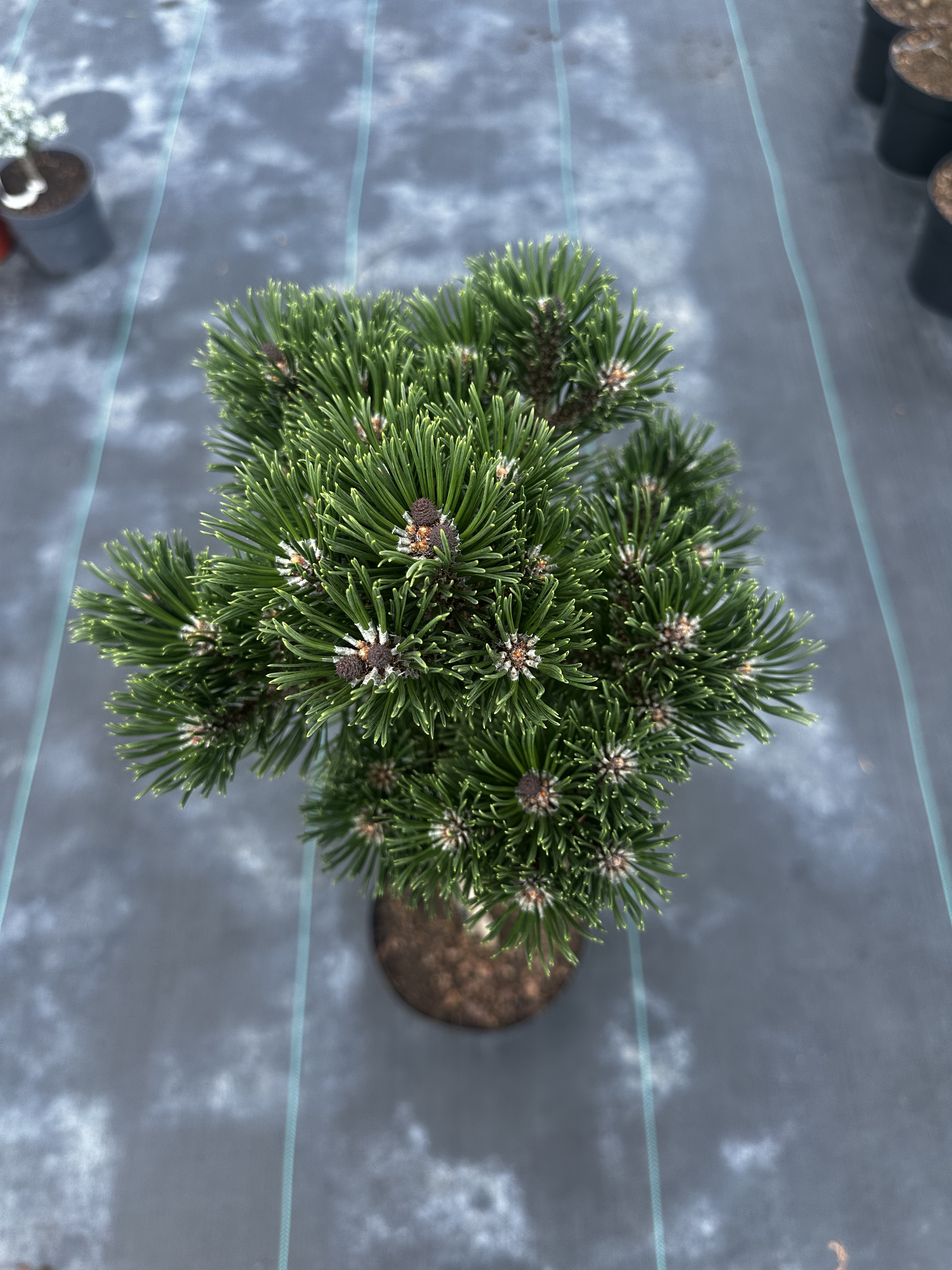 Купити саджанці Pinus mugo Sherwood Compact в розсаднику Sadgosp